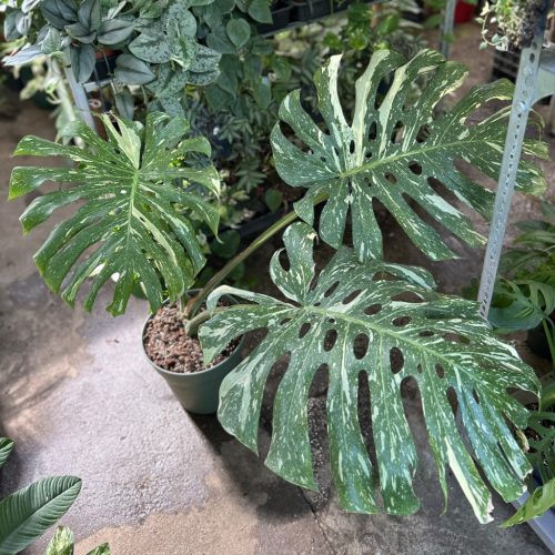 Monstera deliciosa 'Thai Constellation' XL (Inplanted)