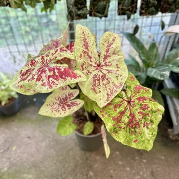 Caladium bicolor 'Raspberry Moon' (XXL)