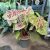 Caladium bicolor 'Raspberry Moon' (XXL)