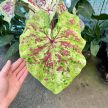 Caladium bicolor 'Raspberry Moon' (XXL)