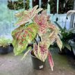 Caladium bicolor 'Raspberry Moon' (XXL)