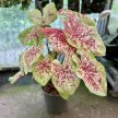Caladium bicolor 'Raspberry Moon' (XXL)