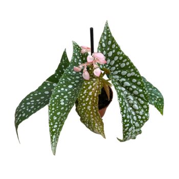 Begonia maculata 'Olei Silver Spot'