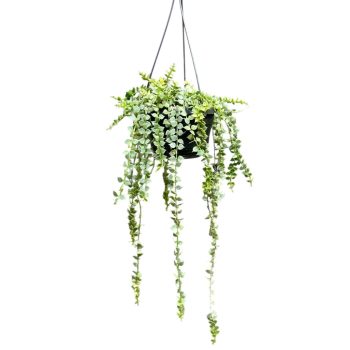 Dischidia ruscifolia 'Variegata' (L)