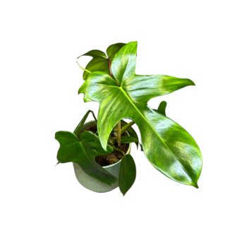 Philodendron 'Florida Green'
