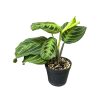 Maranta leuconeura var. kerchoveana 'NoID' (Inplanted)