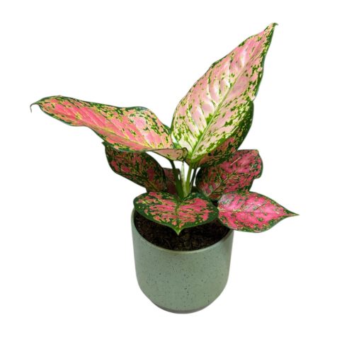 Aglaonema 'Cherry Baby'