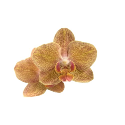 Phalaenopsis 'Goldrush'