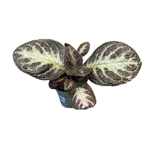 Episcia cupreata 'Pink Panther'