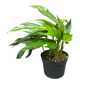 Epipremnum pinnatum 'Blue Form' (Inplanted)