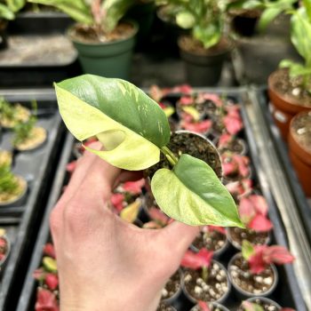   Rhaphidophora tetrasperma 'Variegata' (Grower's Select)