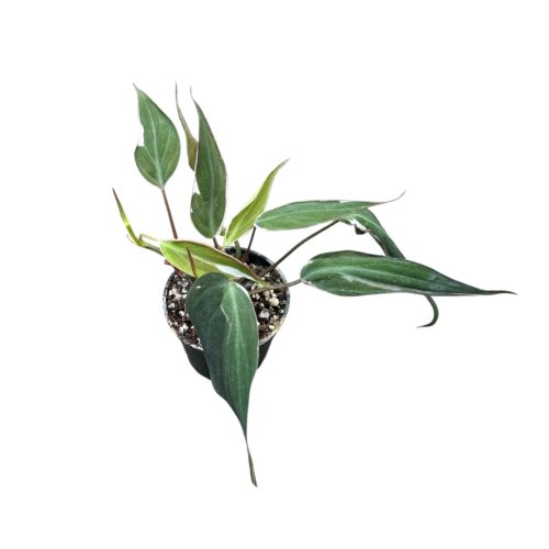 Philodendron hederaceum 'Velvet Halo'