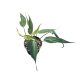 Philodendron hederaceum 'Velvet Halo'
