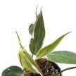 Philodendron hederaceum 'Velvet Halo'