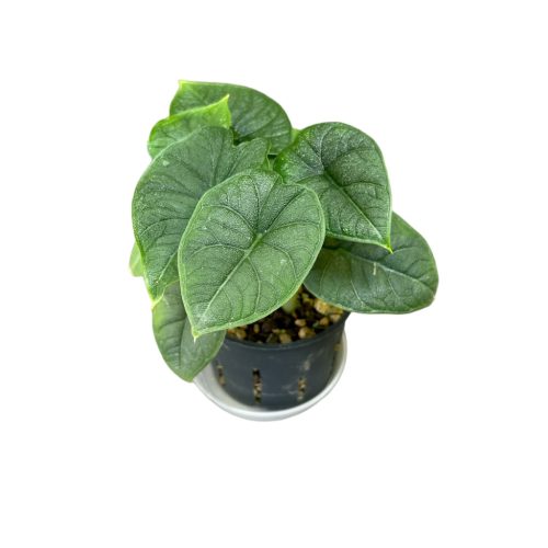 Alocasia melo (Hydroplanted)