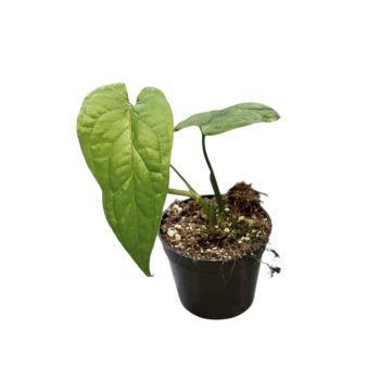 Monstera membranacea 'Madison' (Inplanted)