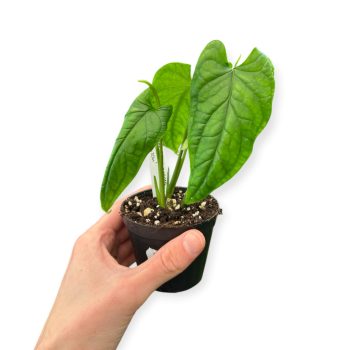 Monstera membranacea 'Madison' (Inplanted)