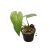 Monstera membranacea 'Madison' (Inplanted)