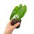 Monstera membranacea 'Madison' (Inplanted)