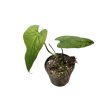 Monstera membranacea 'Madison' (Inplanted)