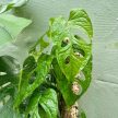 Monstera membranacea 'Madison' (Inplanted)