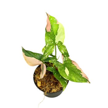   Syngonium podophyllum 'Red Spot Tricolor' (Inplanted)