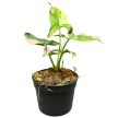 Syngonium podophyllum 'Red Spot Tricolor' (Inplanted)