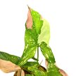Syngonium podophyllum 'Red Spot Tricolor' (Inplanted)