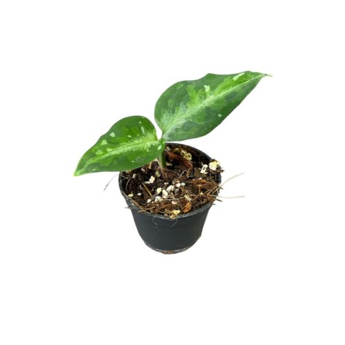 Aglaonema pictum 'Tricolor' mini (Inplanted)