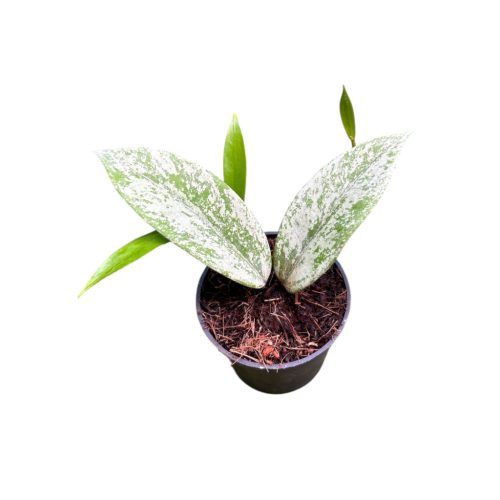 Hoya pubicalyx 'Silver Ghost' A2 (Inplanted)
