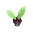 Hoya pubicalyx 'Silver Ghost' A2 (Inplanted)