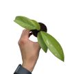 Hoya pubicalyx 'Silver Ghost' A2 (Inplanted)