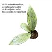 Hoya pubicalyx 'Silver Ghost' A2 (Inplanted)