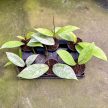Hoya pubicalyx 'Silver Ghost' A2 (Inplanted)