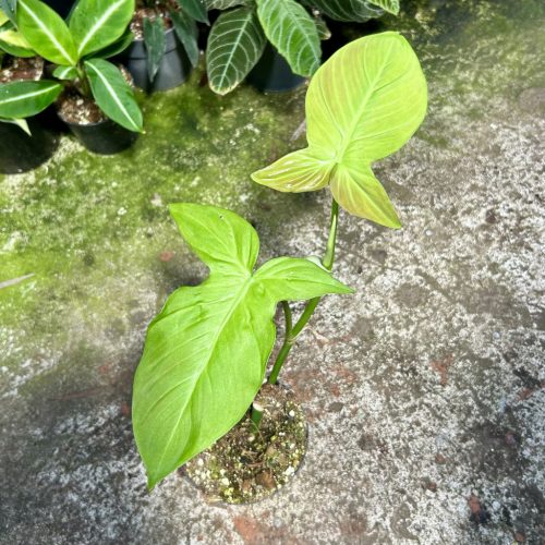 Philodendron camposportoanum (Grower's Select)