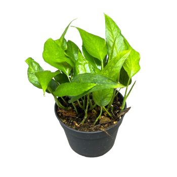 Epipremnum pinnatum ‘Skeleton Key' (Inplanted)