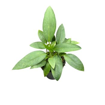 Anthurium scandens var. violaceum