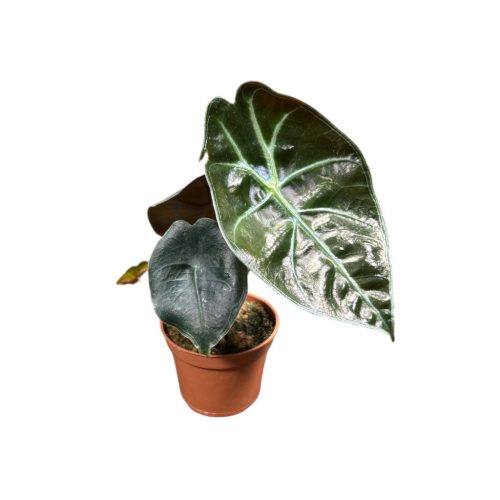 Alocasia suhirmaniana 'Red Petiole' (mini)