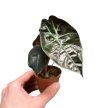 Alocasia suhirmaniana 'Red Petiole' (mini)