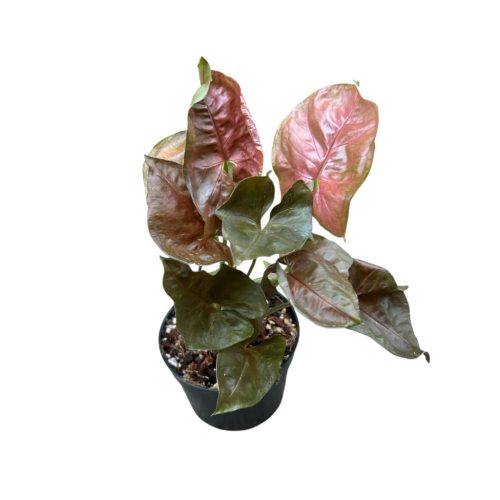 Syngonium podophyllum 'Plum Allusion' (Inplanted)