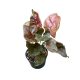 Syngonium podophyllum 'Plum Allusion' (Inplanted)