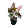 Syngonium podophyllum 'Plum Allusion' (Inplanted)