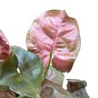 Syngonium podophyllum 'Plum Allusion' (Inplanted)