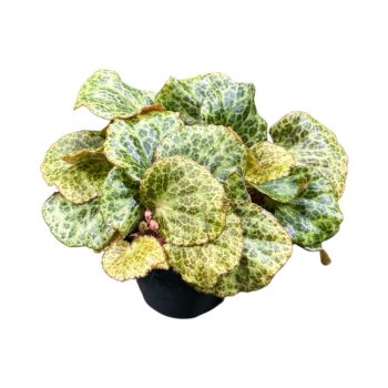 Begonia gironellae 'Savanna Leo'
