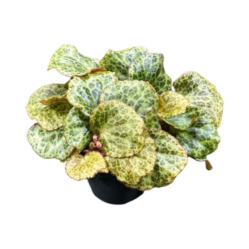 Begonia gironellae 'Savanna Leo'