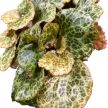 Begonia gironellae 'Savanna Leo'