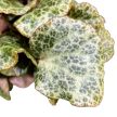Begonia gironellae 'Savanna Leo'