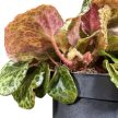 Begonia gironellae 'Savanna Leo'