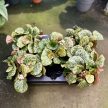 Begonia gironellae 'Savanna Leo'