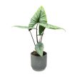 Alocasia bisma 'Silver'